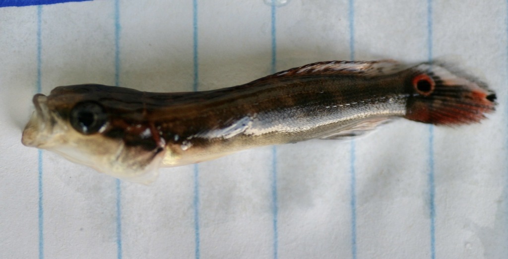 Reticulate Pike Cichlid