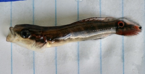 Reticulate pike cichlid (Crenicichla reticulata) — Cichlidae — 2