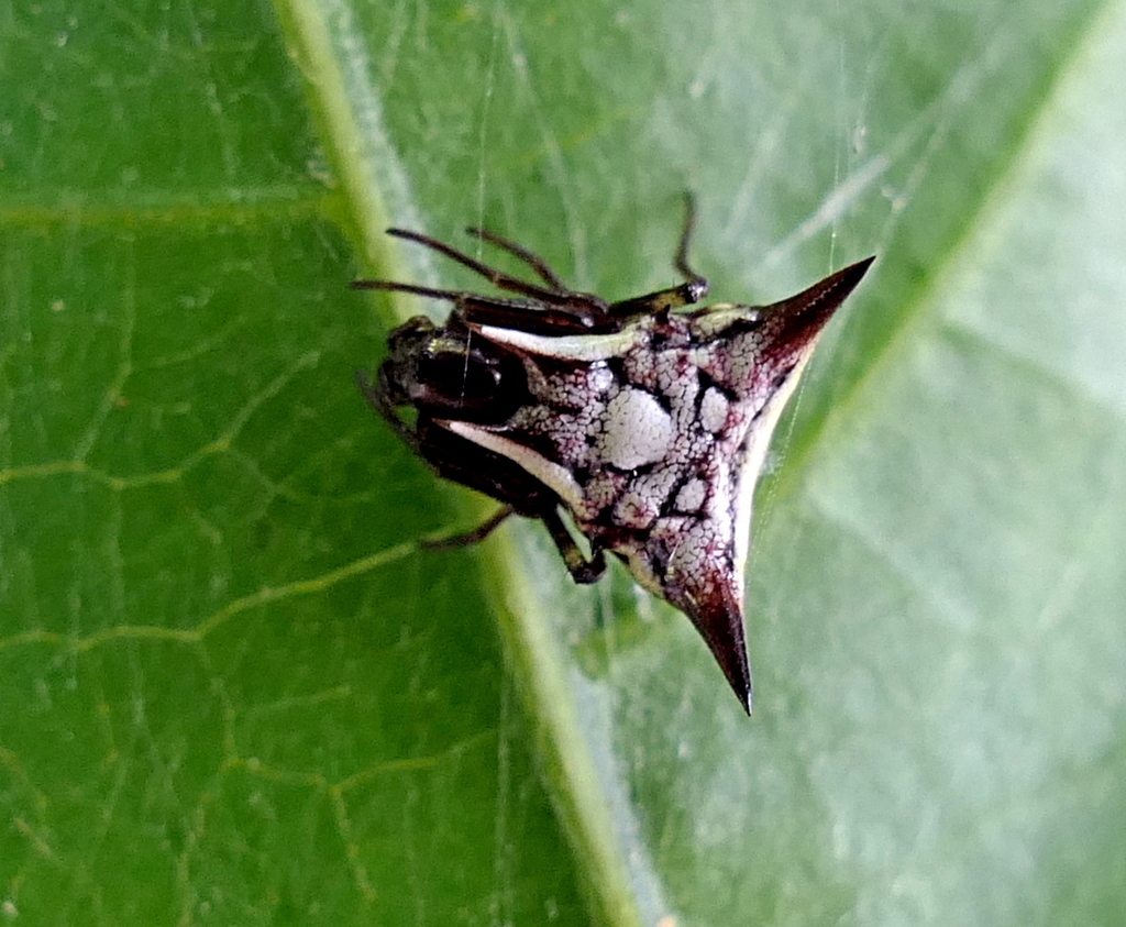 orb weavers