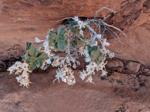 Desert stingbush (Eucnide urens)