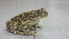 African Green Toad photo 2