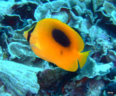 Chaetodon speculum