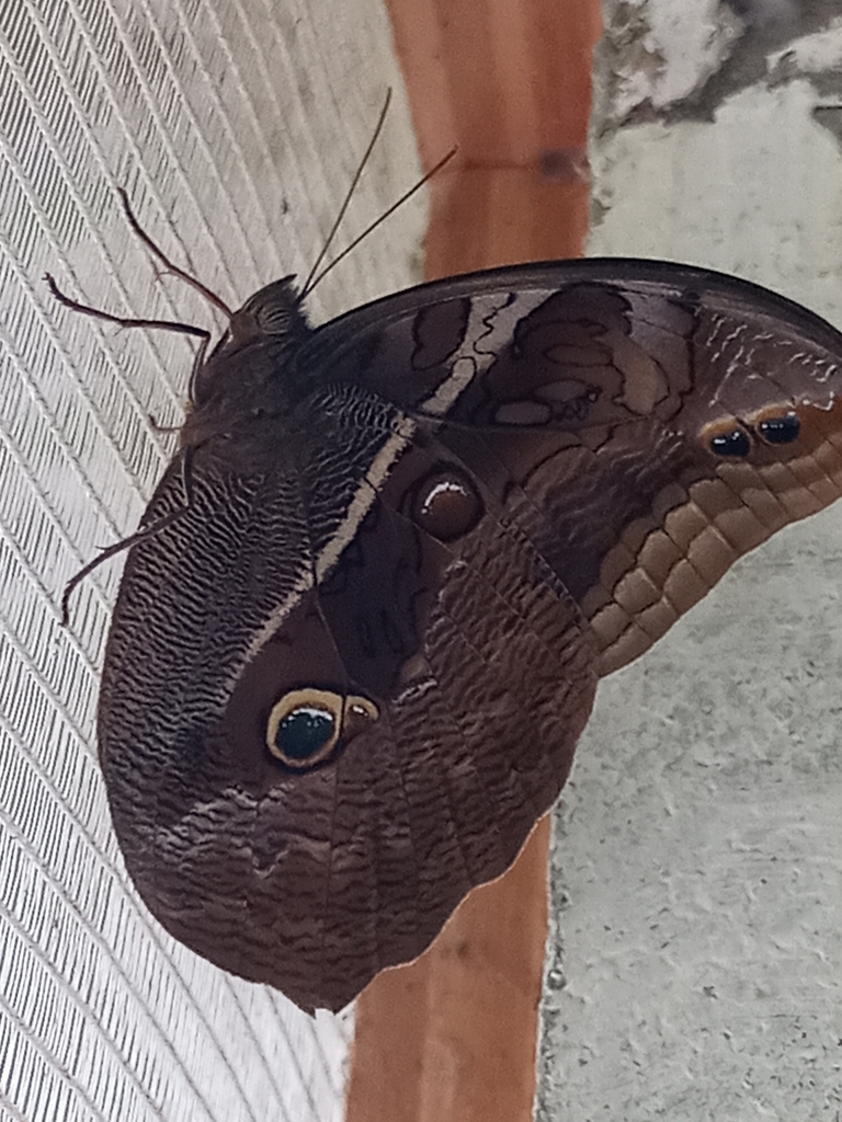 Eryphanis reevesii