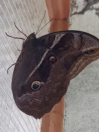 Eryphanis reevesii