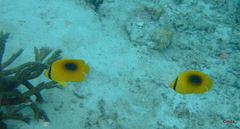 Chaetodon speculum