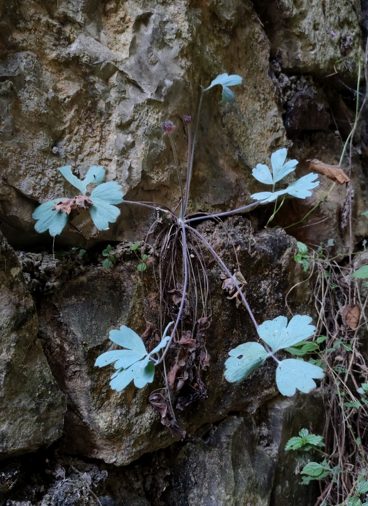 Urophysa henryi