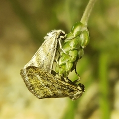 Lineostriastiria hutsoni