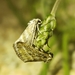 Lineostriastiria hutsoni - Photo no rights reserved, uploaded by Kevin Keegan