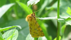 Diacrisia purpurata