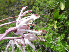 Plinthocoelium suaveolens