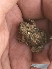Poyntonophrynus vertebralis