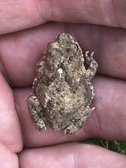 Poyntonophrynus vertebralis