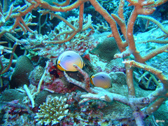 Chaetodon trifasciatus