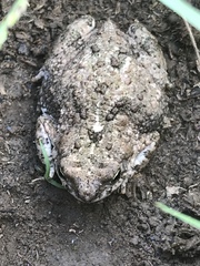 Poyntonophrynus vertebralis
