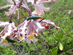 Plinthocoelium suaveolens