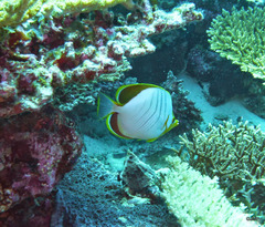 Chaetodon xanthocephalus