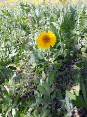 Amblyolepis setigera