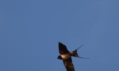Hirundo rustica