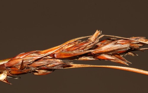 Image of Schoenus pseudoloreus by (c) Brian du Preez, some rights reserved (CC BY-SA)