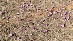 Colchicum bulbocodium