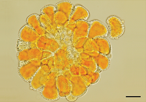 coffee rust fungus | Native Nature