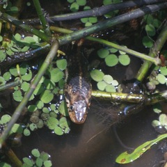 Nerodia fasciata confluens