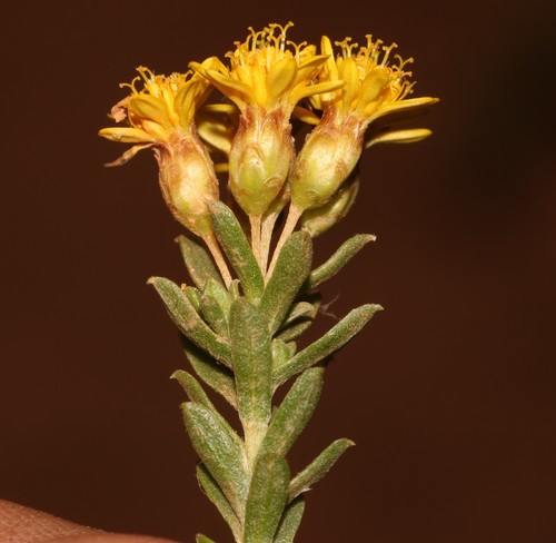 Image of Oedera genistifolia by (c) Brian du Preez, some rights reserved (CC BY-SA)