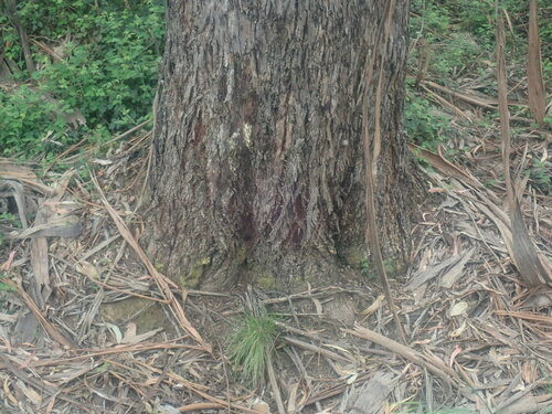 Image of Eucalyptus bicostata by no rights reserved