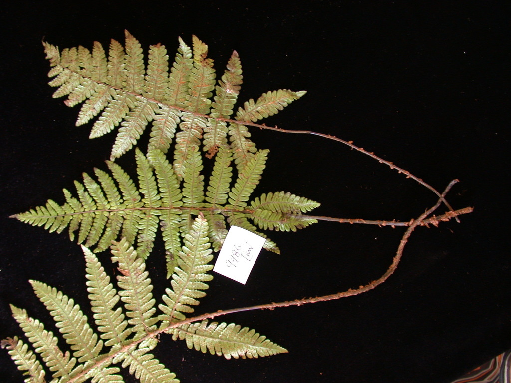 Athyrium pitcairnense