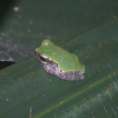 Hyla avivoca