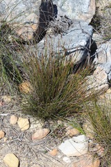 Schoenus pseudoloreus