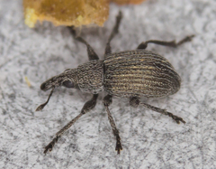 Pseudoperapion brevirostre