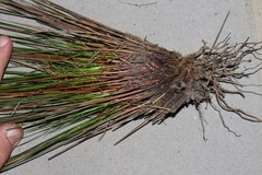 Schoenus pseudoloreus