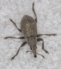 Pseudoperapion brevirostre