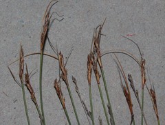 Schoenus pseudoloreus