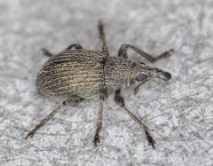 Pseudoperapion brevirostre