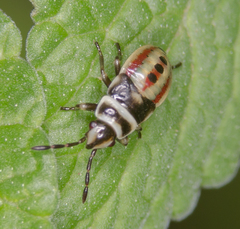 Heterogaster cathariae