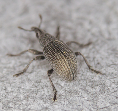 Pseudoperapion brevirostre