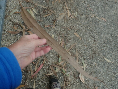 Image of Eucalyptus bicostata by no rights reserved