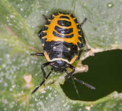 Eurydema