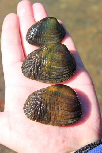 Birdwing Pearlymussel