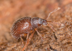 Urometopus moczarskii