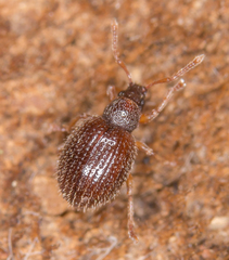 Urometopus moczarskii