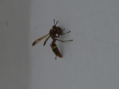 Polistes badius