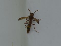 Polistes badius