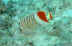 Chaetodon paucifasciatus