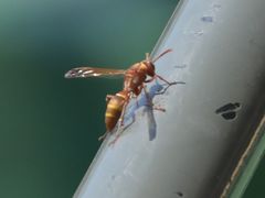 Polistes badius