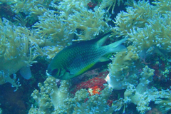 Amblyglyphidodon leucogaster