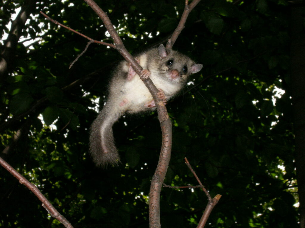 Fat Dormouse