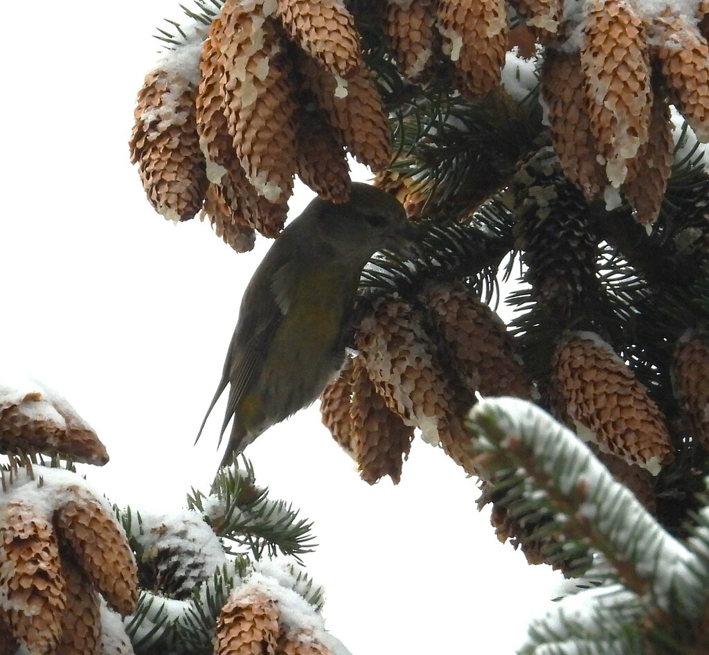 Red Crossbill From On